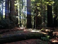 Redwoods  The Redwoods...
